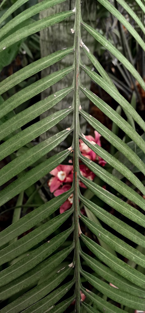 vertical