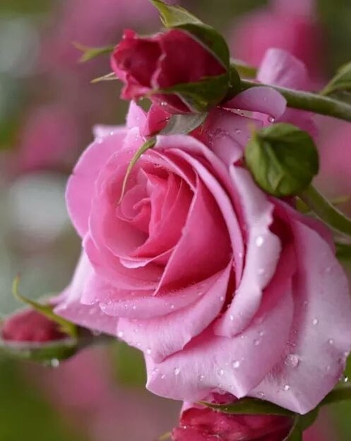 Queen Roses