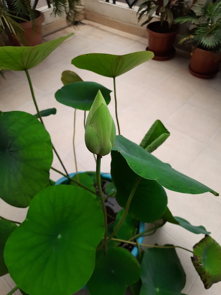 Lotus Bud