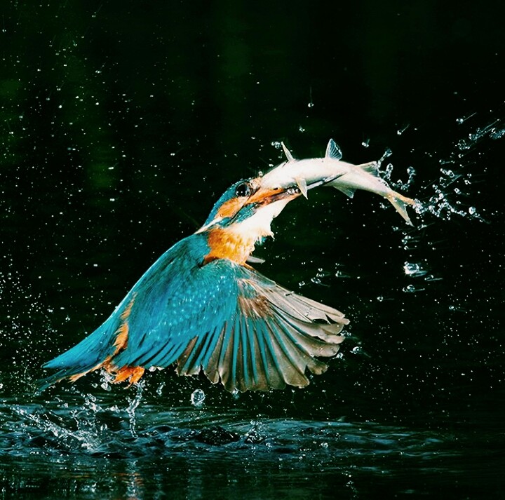 kingfisher