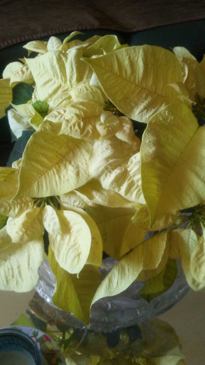 yellow gold poinsettias