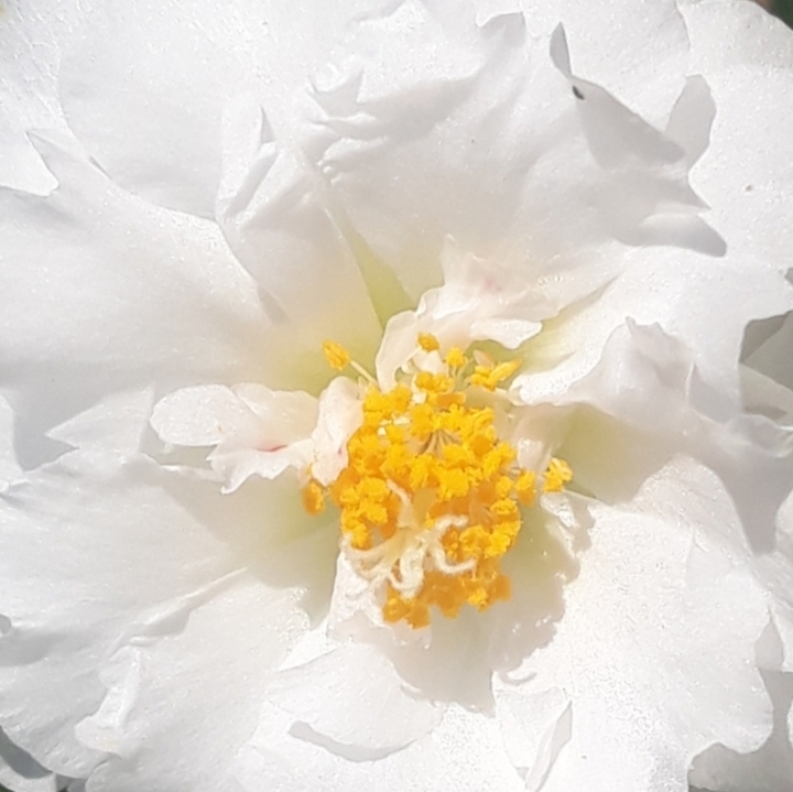 tender flower