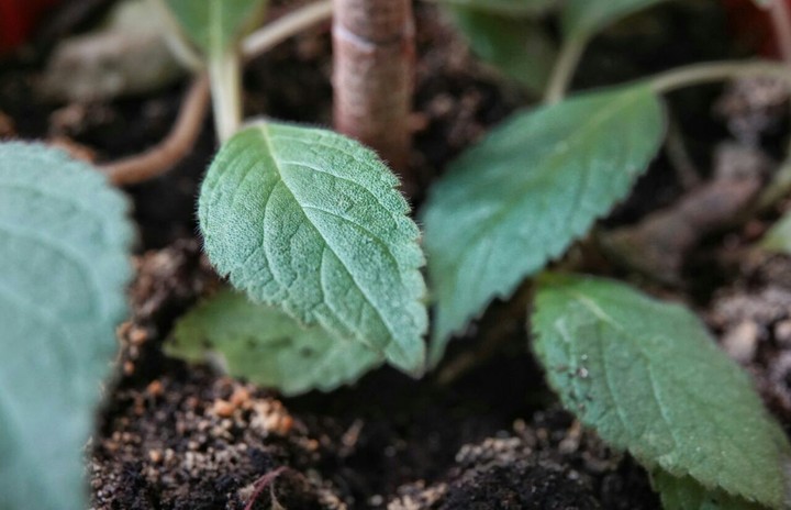 Leaves