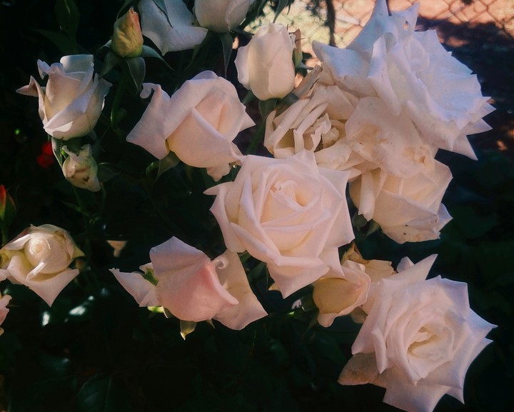 flowers