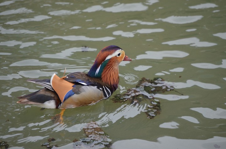 Swimming manderin duck