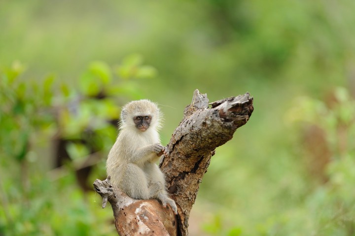 selective-focus-shot-cute-baby-monkey-log-wood-with-blurred-