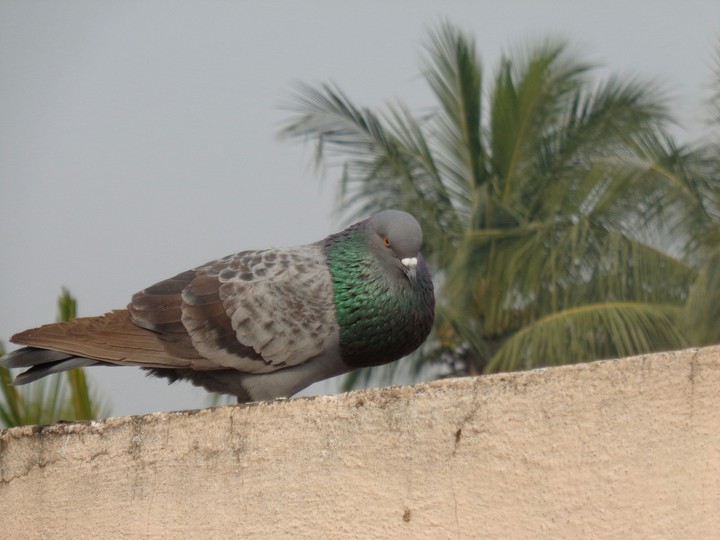 Beautiful Pigeon