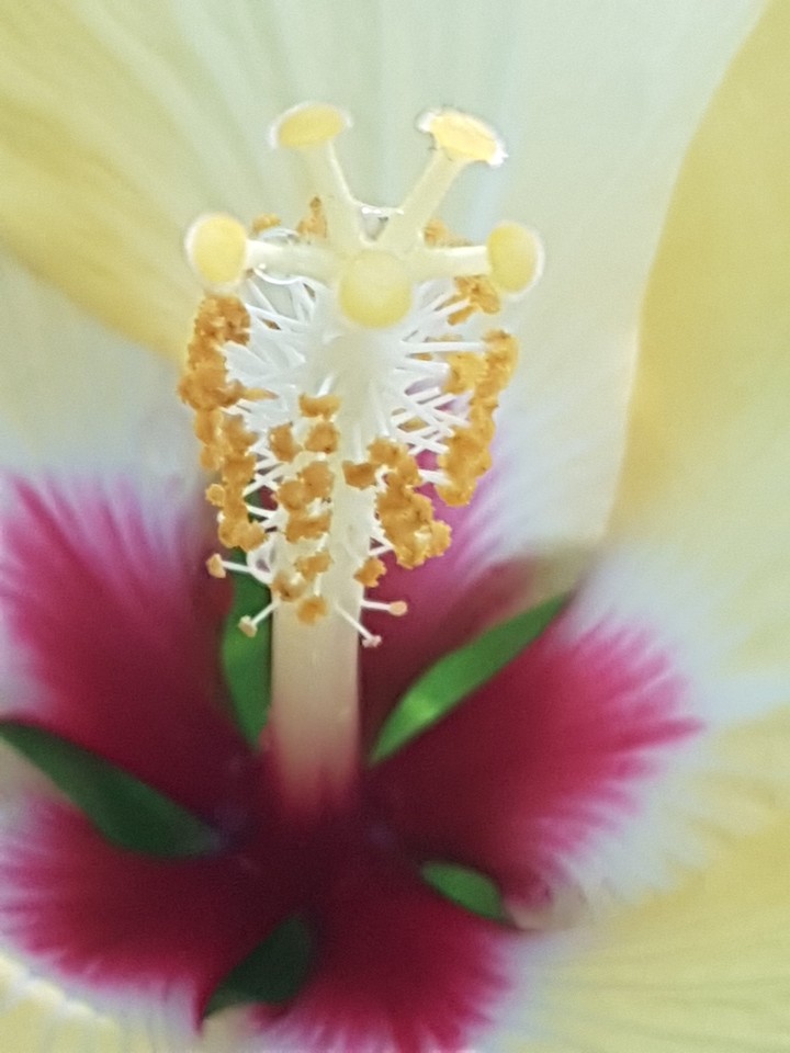 macro