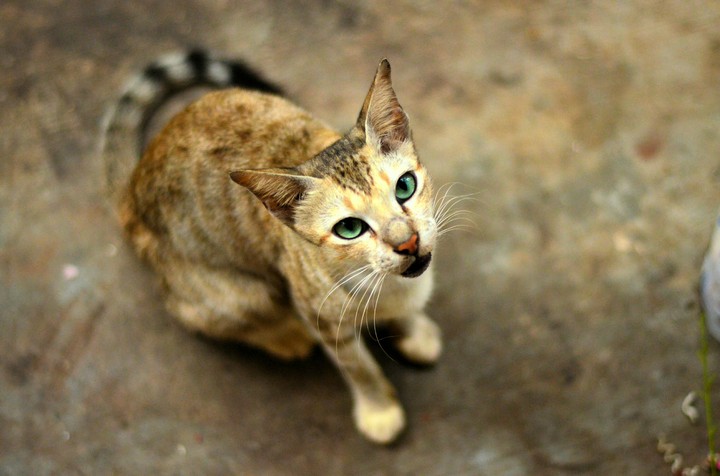 #cutecat#blueeyes#lifecapturer