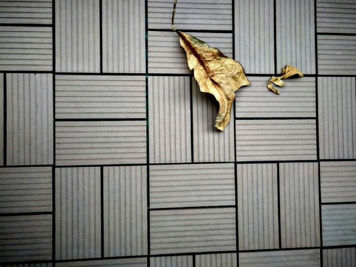 The leaves