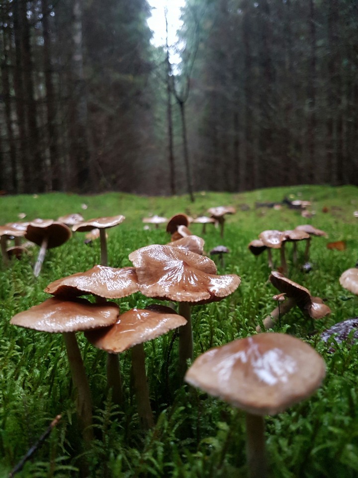 Some mushrooms in wet forest.