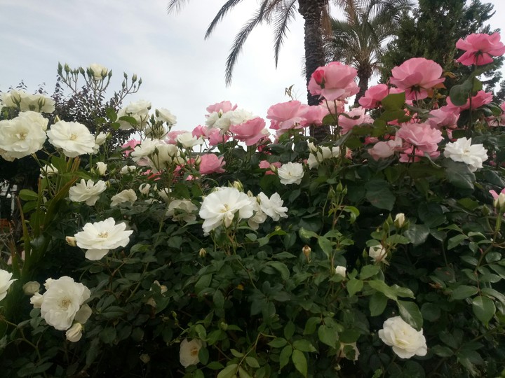 rose