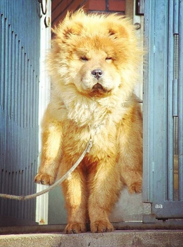dog