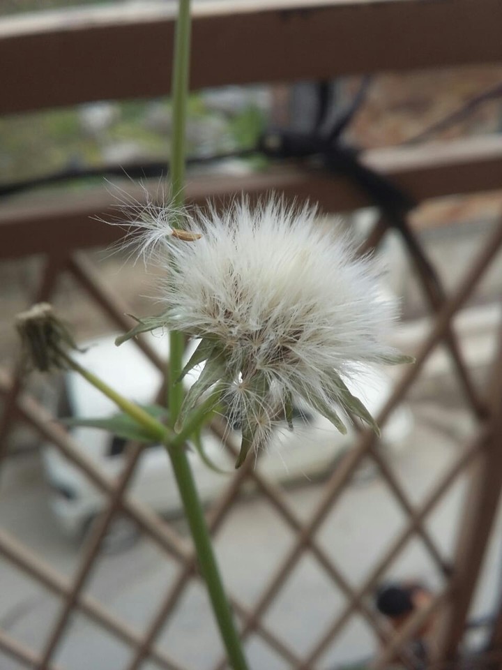 like threads blooming