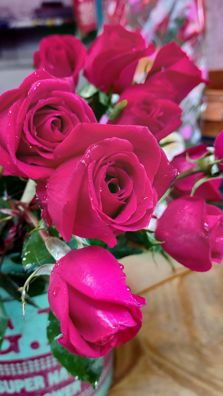 red rose