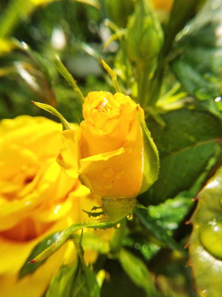rose