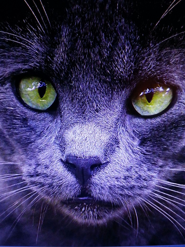 Blue Cat