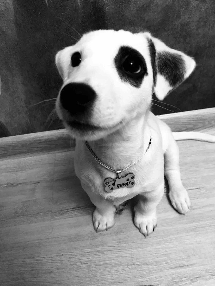 puppy