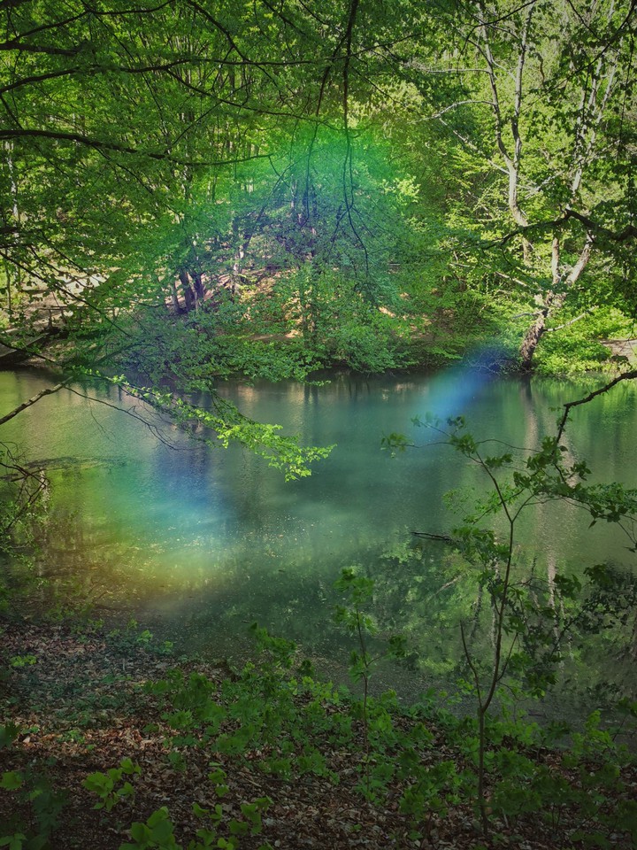 lake in the forest