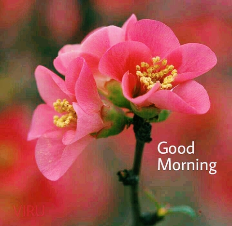 GOOD MORNING