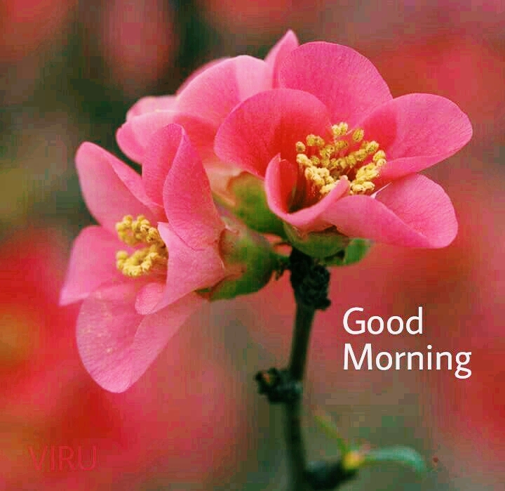 GOOD MORNING