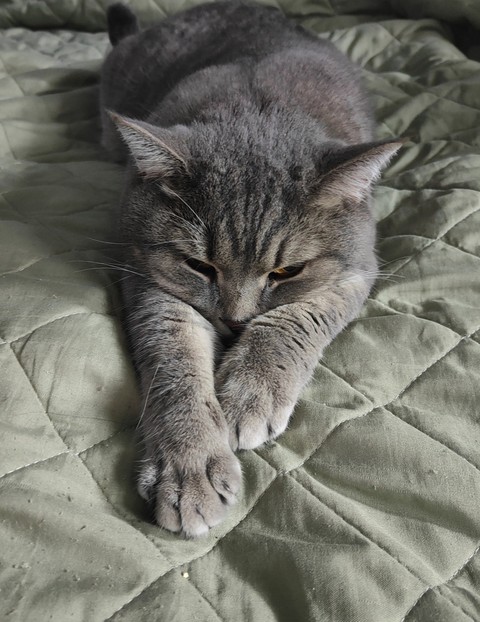 шпалери grey, fur