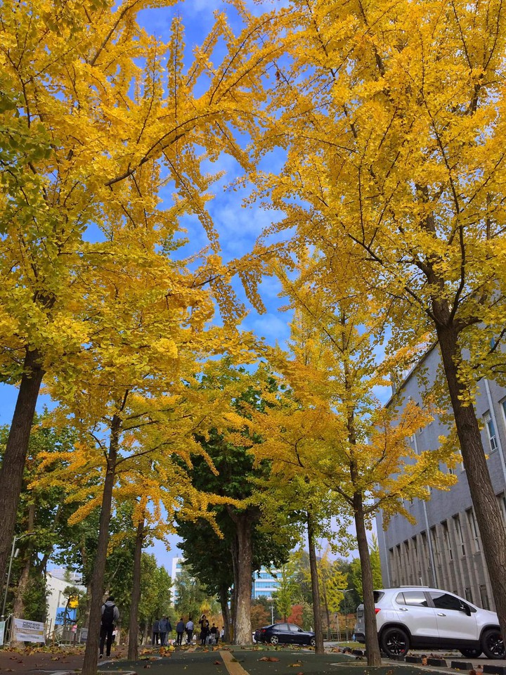 Autumn leaves yellow