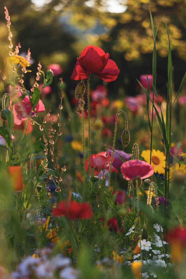 wildflowers