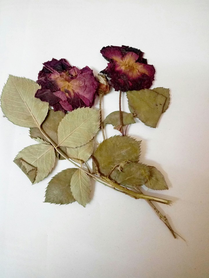 rose from book