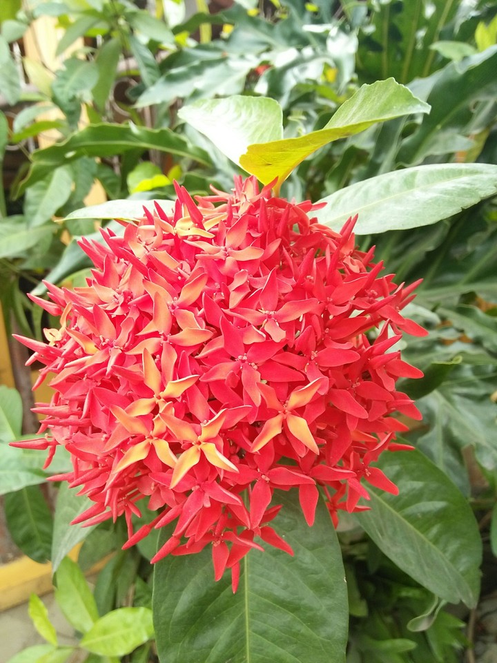 flower