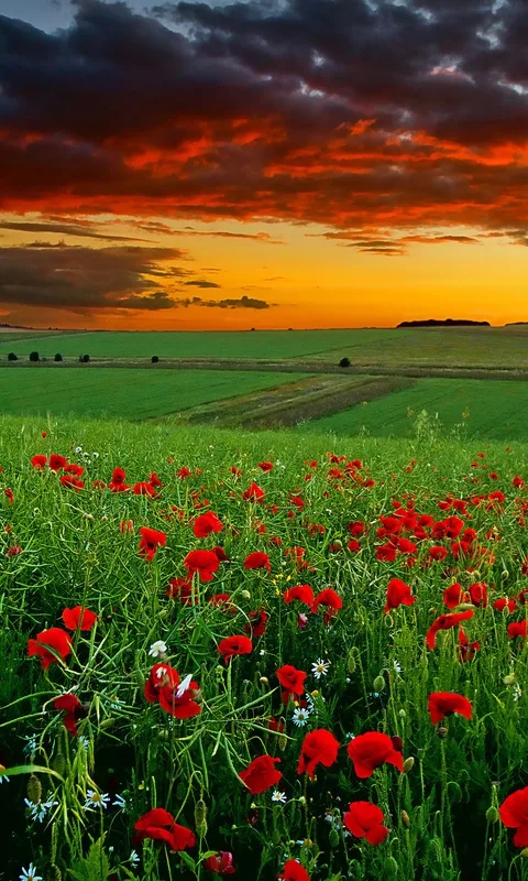 Nature