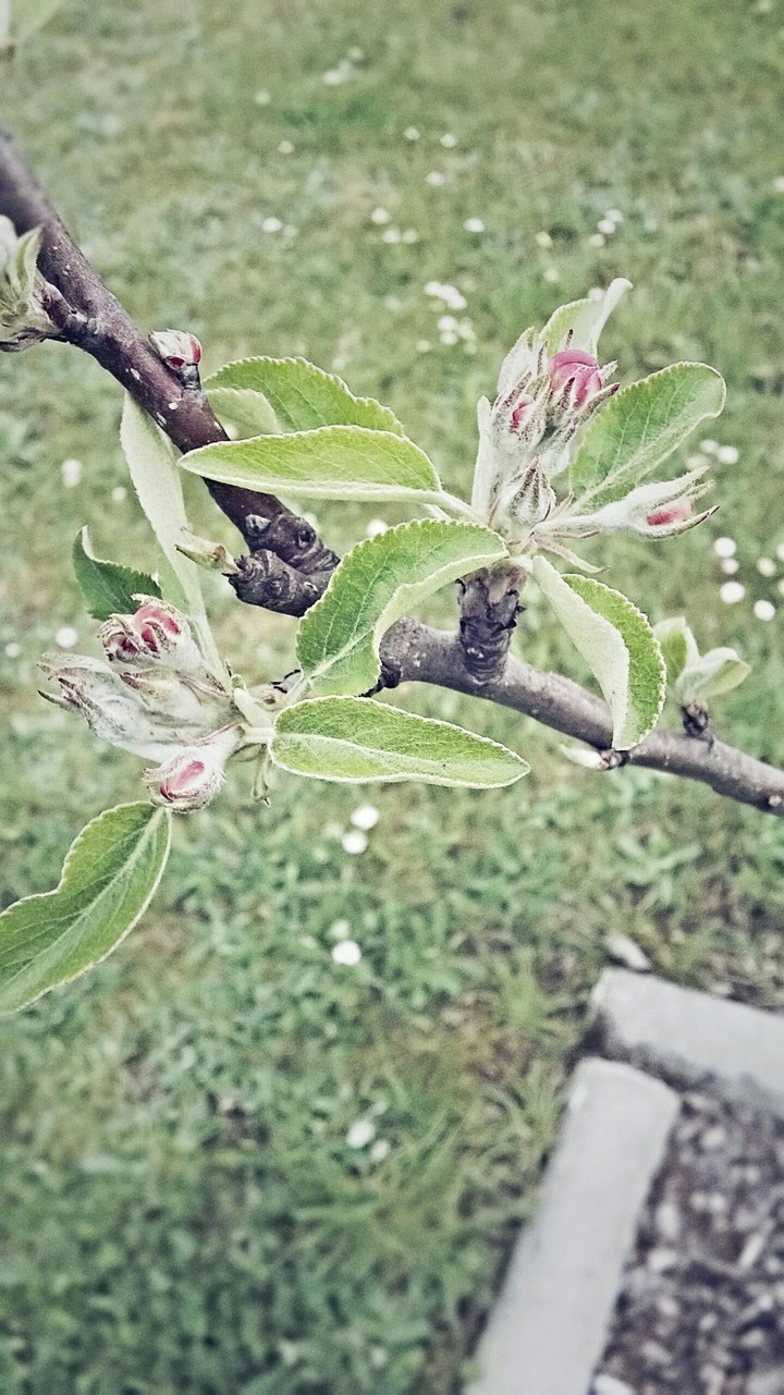 kwiaty jabłoni