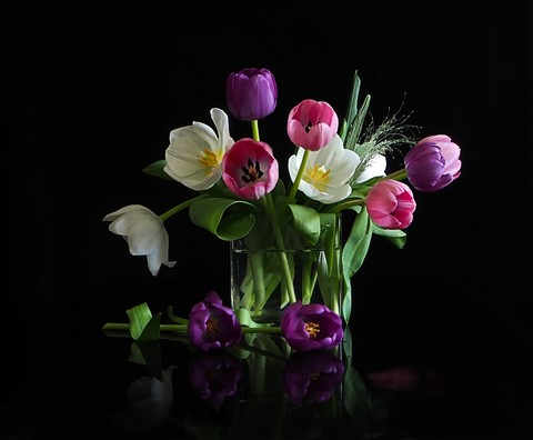 tulips