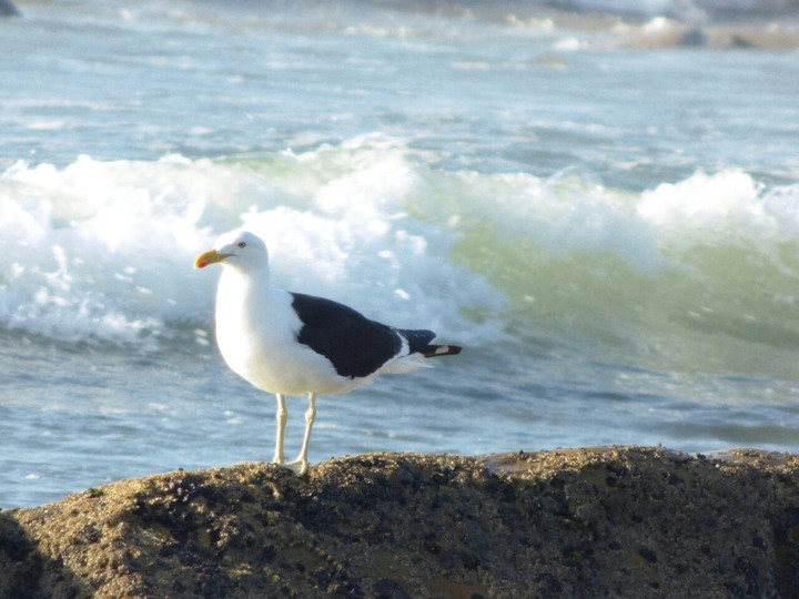 Gaviota