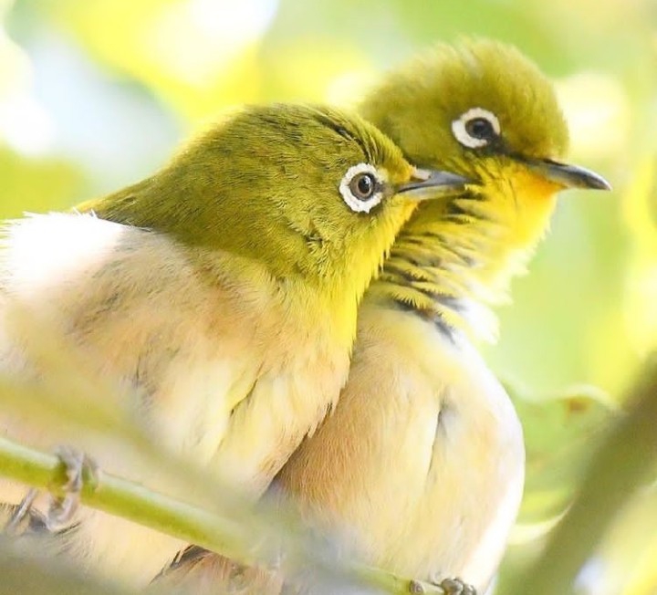 Birds