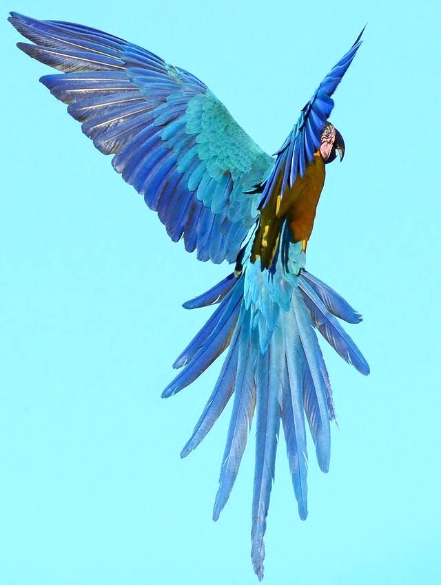 macaw