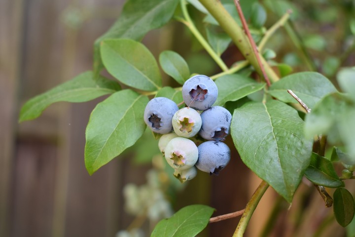 blueberry