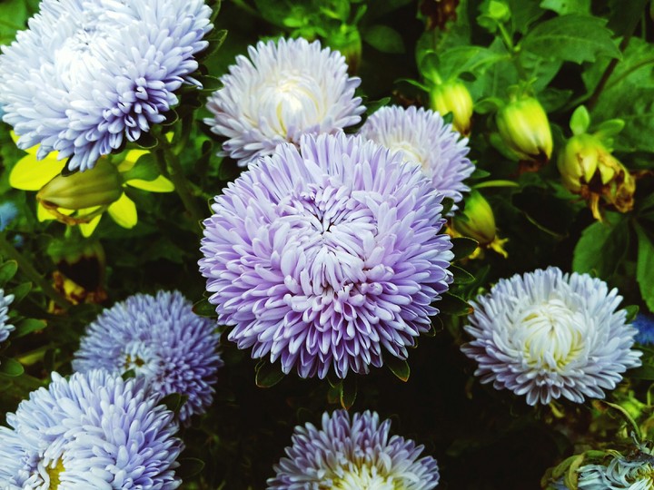flower
