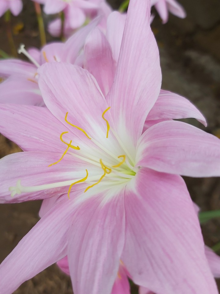 A Garden is Incomplete without one of these