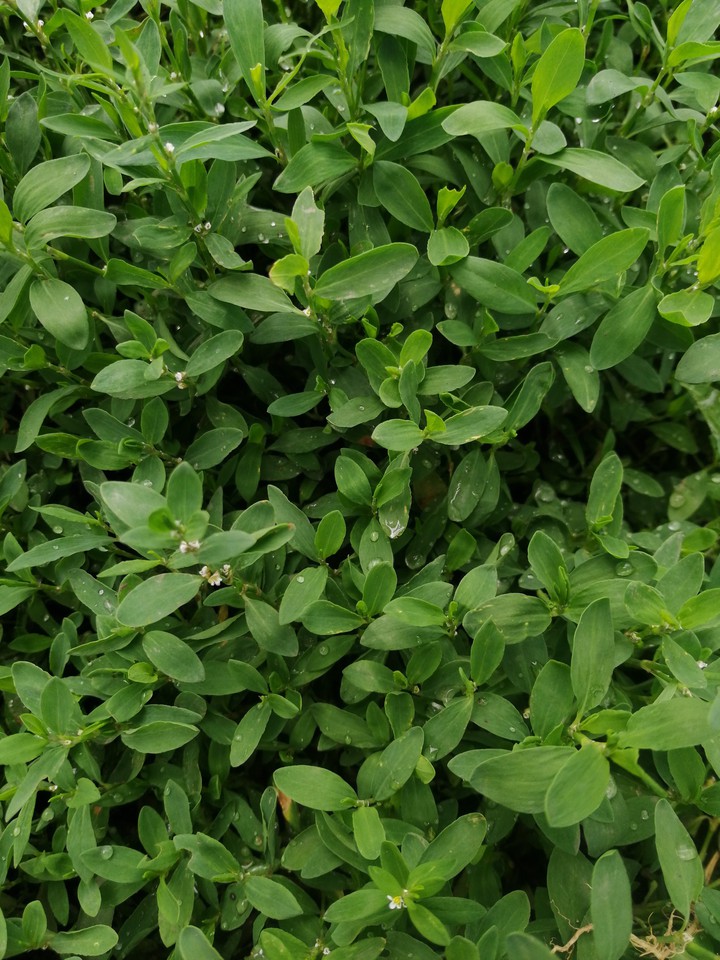 травка, grass