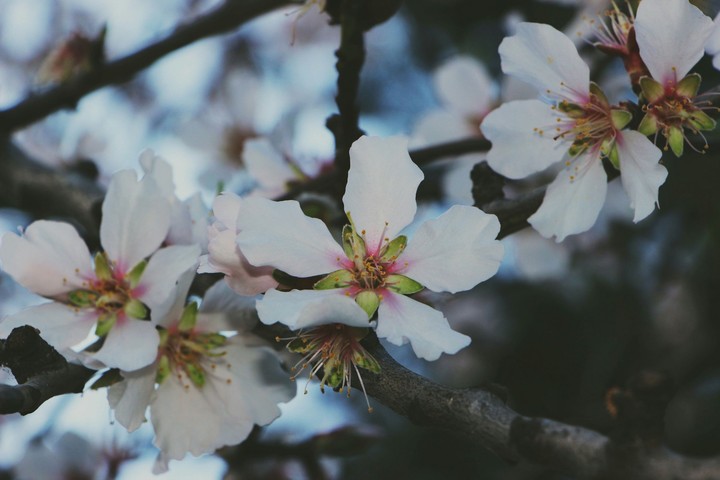 fiore