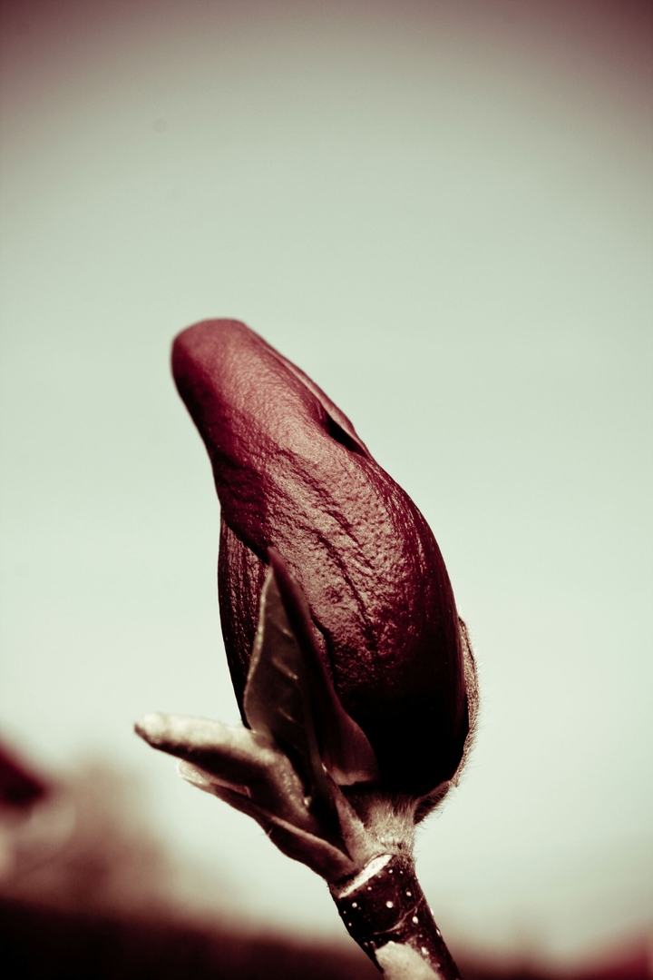 Blossoming