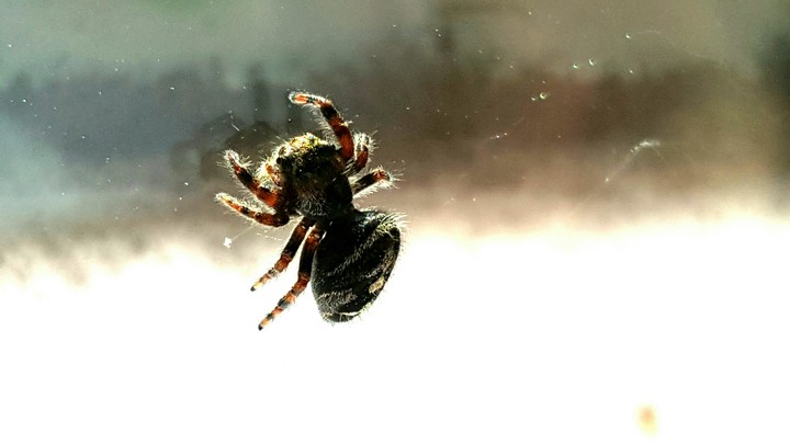 spider in the window
