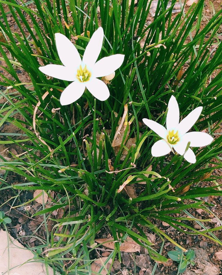 the blooming survivors