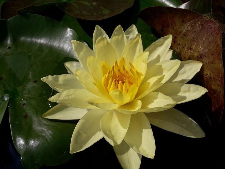 Yellow lotus