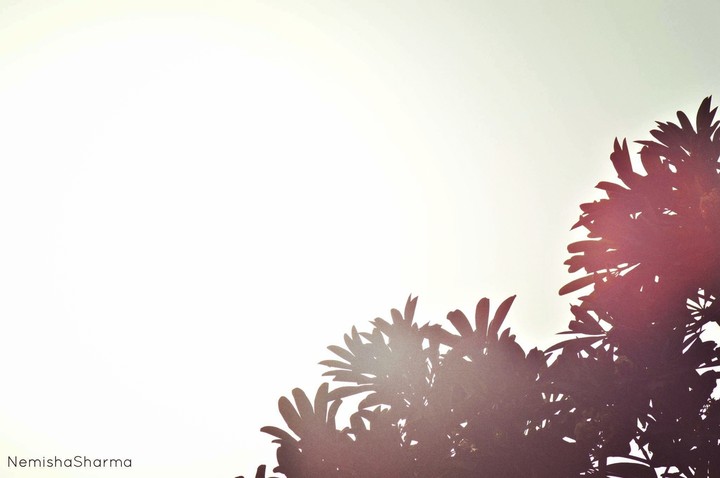 the sunshine