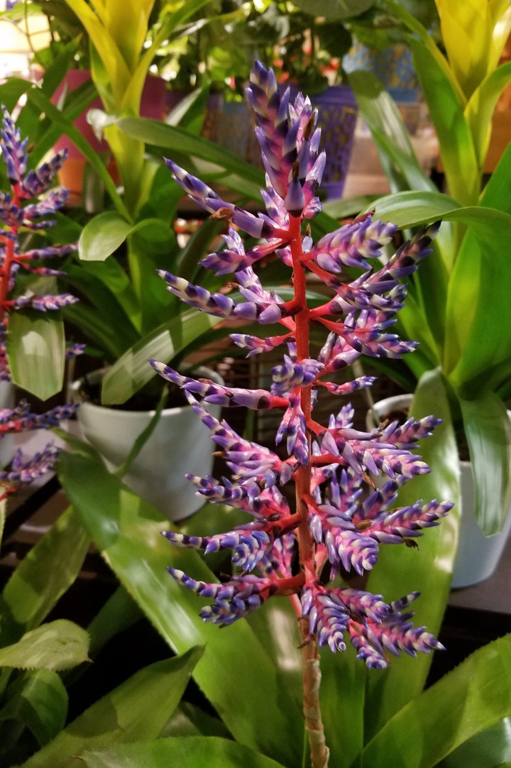 Vibrant
