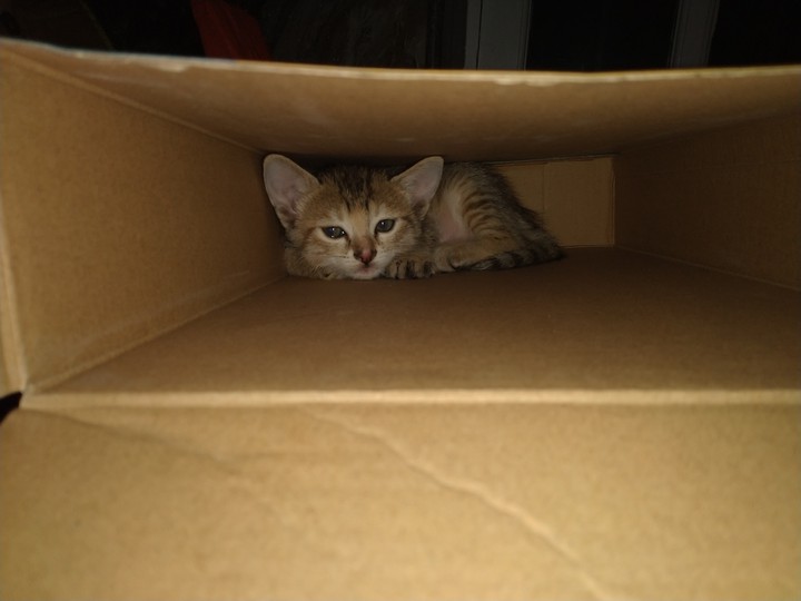 sad eyes praying to get a home ...