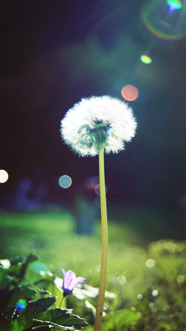 a alone flowers