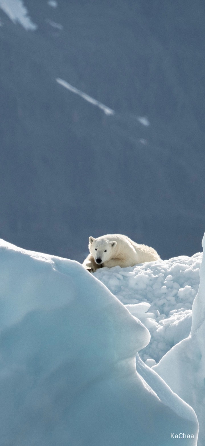 polar bear
